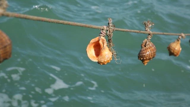 Conch shells hung on ropes for catching