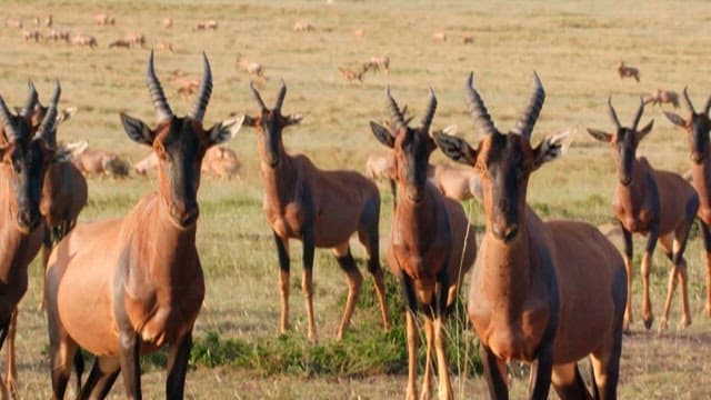 Herd of Gazelles Running Across the Grassland