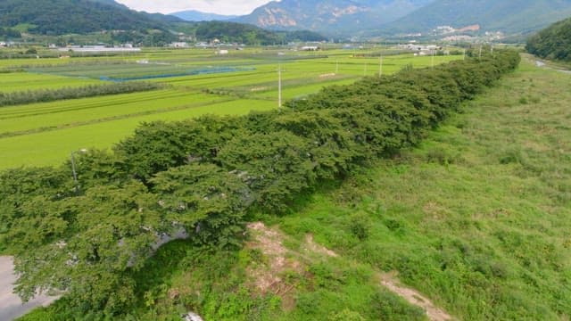 Expansive green fields with distant mountains