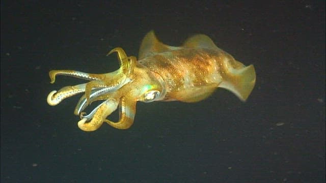Squid swimming gracefully underwater