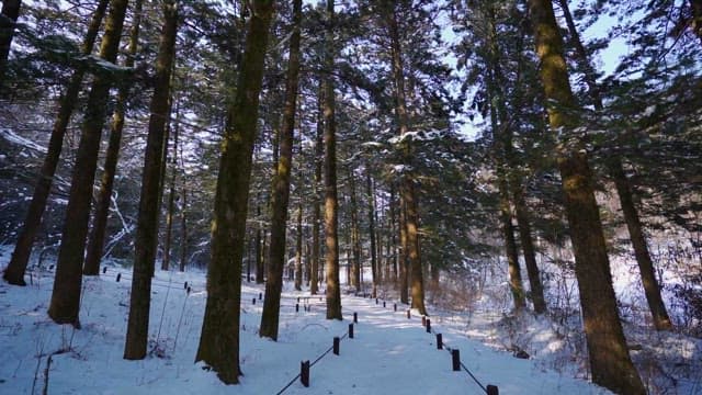 Tranquil Snow-Covered Forest Pathway