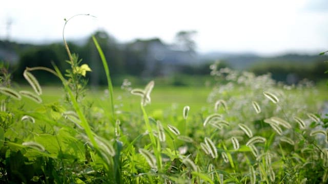 Foxtail swaying in the wind in the green fields of the afternoon