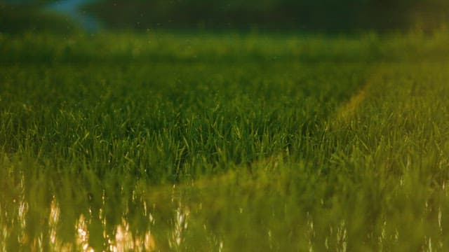 Serene Rice Field at Dusk