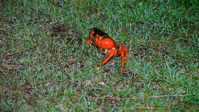 Vibrant Red Crab on Green Grass