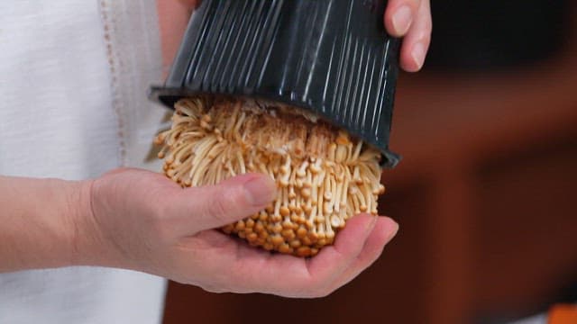 Hand Holding Fresh Enoki Mushrooms