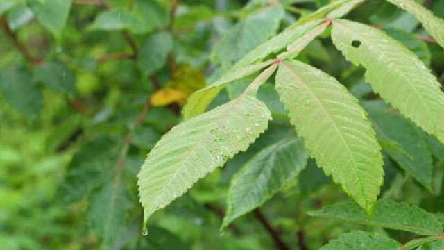 Dewy leaves in a lush forest