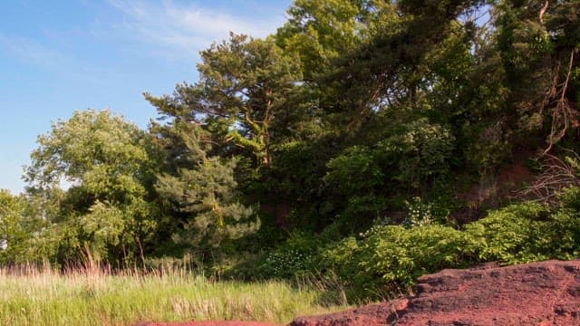 Lush green forest with tall trees