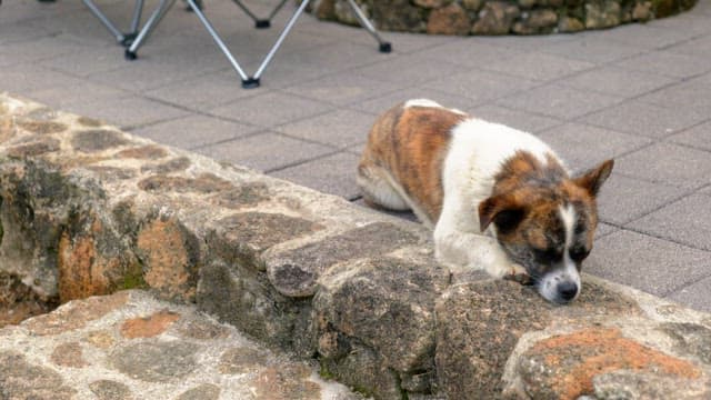 Dog resting on stone steps during the day