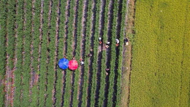 Farmers working in a green pepper field