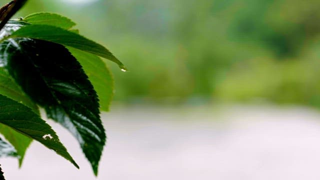 Leaf with a water droplet in a forest