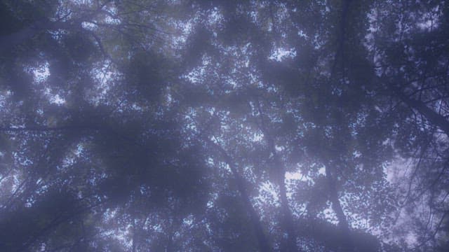 Forest view with light filtering through the leaves