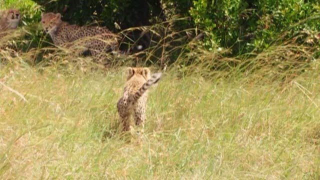 Cheetah and Cub in the Savanna Grasslands