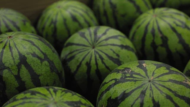 A pile of fresh watermelons