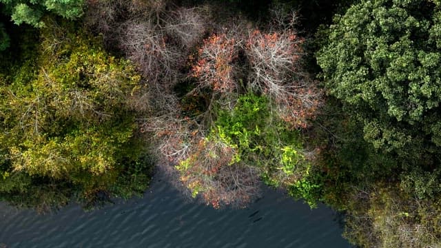 Colorful trees by a calm river