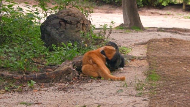Two Cats Playfully Wrestling Outdoors