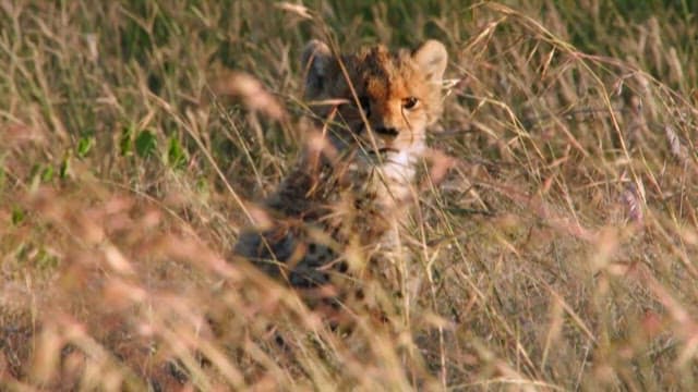 Cheetah Cub Hiding in Savannah Grass