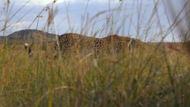 Cheetah roaming through the savanna grassland