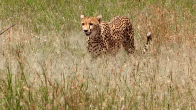 Cheetah Roaming in the Tall Grass