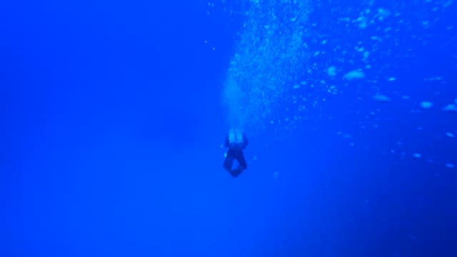 Diver swimming in the sea