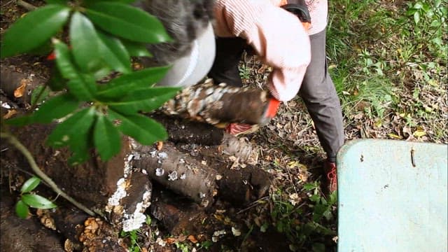 Person Gathering Logs with Mushrooms in a Forest