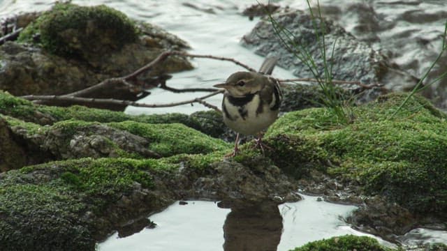 Tringa glareola perched on moss-covered rocks beside a stream