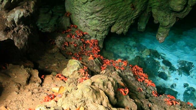 Crab around a natural blue pool in a cave