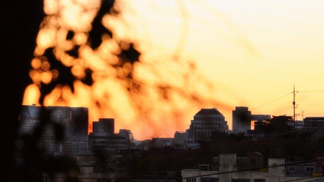 City's sunset seen through the leaves