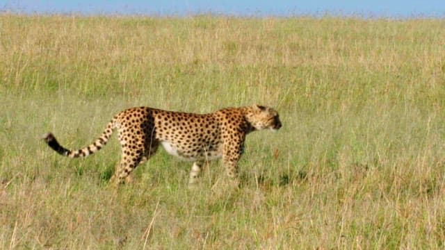 Cheetahs Roaming in the Grassy Savannah