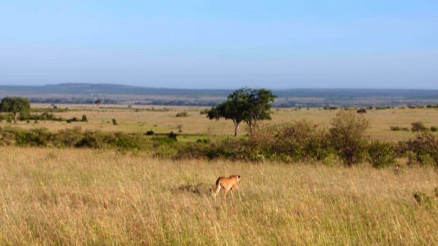 Cheetah Roaming the Vast Savannah