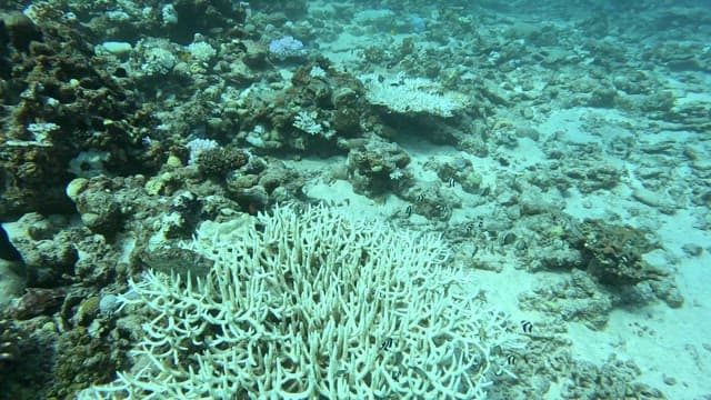 Underwater coral reef with diverse fish