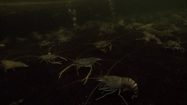 Shrimps swimming in a dark aquarium