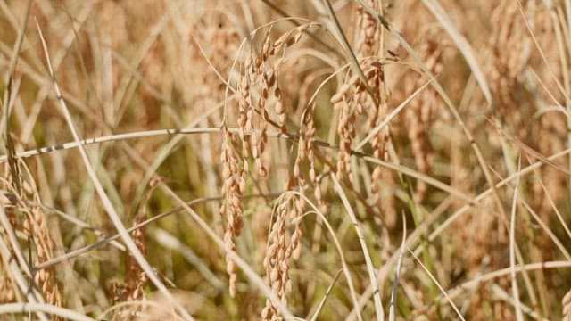 Golden rice plants swaying in the field