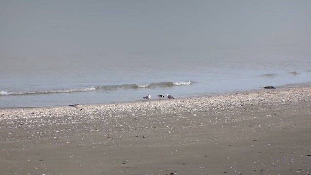 Seabirds on the sandy beach by the gentle waves