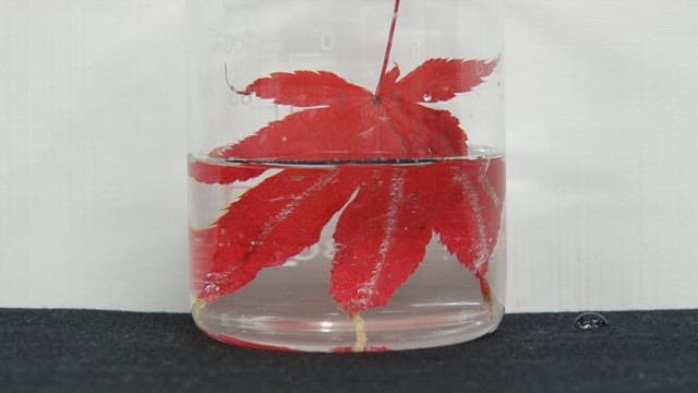 Red maple leave discoloring in a beaker of solution