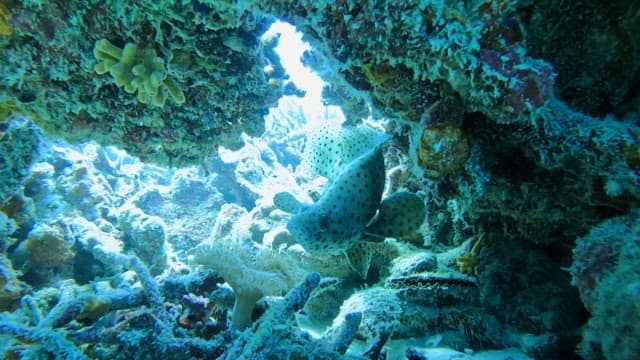 Panther grouper swimming among coral reefs