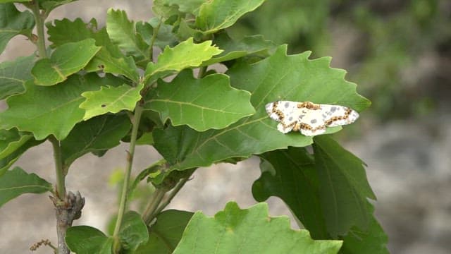 White patterned moth resting on green leaves