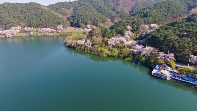 Serene lake surrounded by cherry blossoms