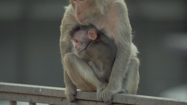 Baby Monkey Being Held by Its Mother