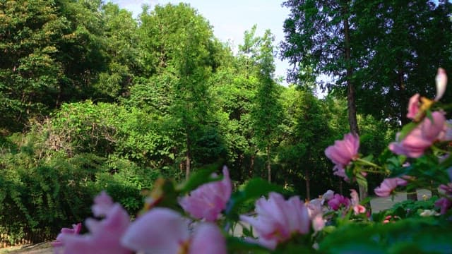 Peaceful, green, lush forest path with blooming flowers on a sunny day.