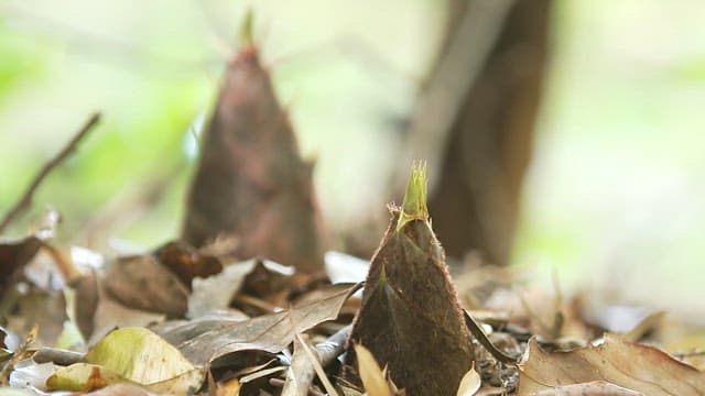 Bamboo shoots emerging amidst fallen leaves in a forest