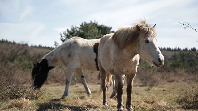 Ponies grazing peacefully in a field under a clear sky