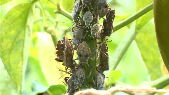 Close-up View of Stinkbugs on a Plant Stem
