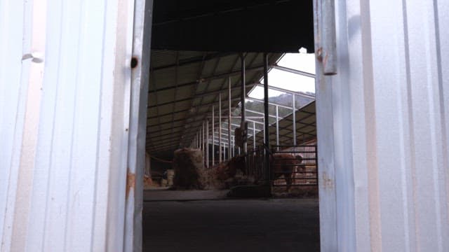 Barn with cows and hay inside
