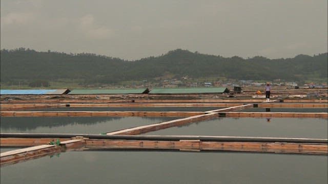 Worker walking along a wooden path between vast salt farm