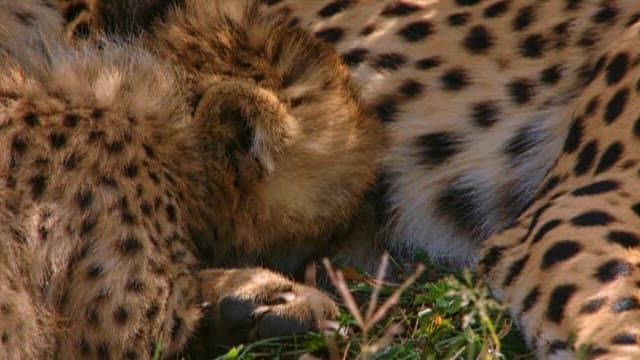Cheetah and Cubs Resting