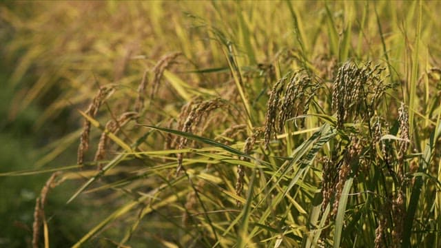 Rice Swaying in the Wind in the Golden Fields