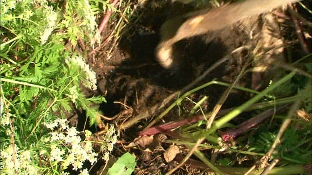 Person gathering root plants from the ground