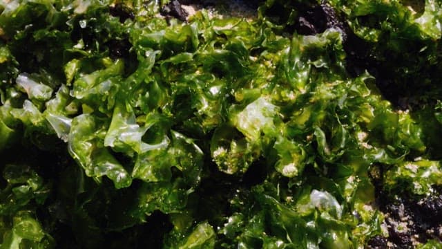 Sunlit Seaweed on Rocky Shore