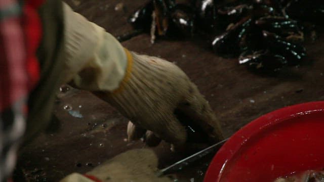 Gloves hands cleaning and shucking fresh mussels