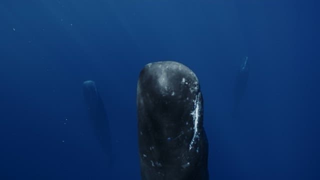 Sperm whales sleeping in deep blue ocean